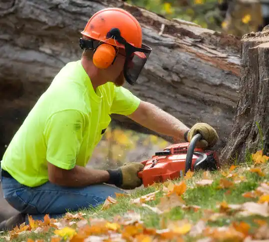 tree services Mason